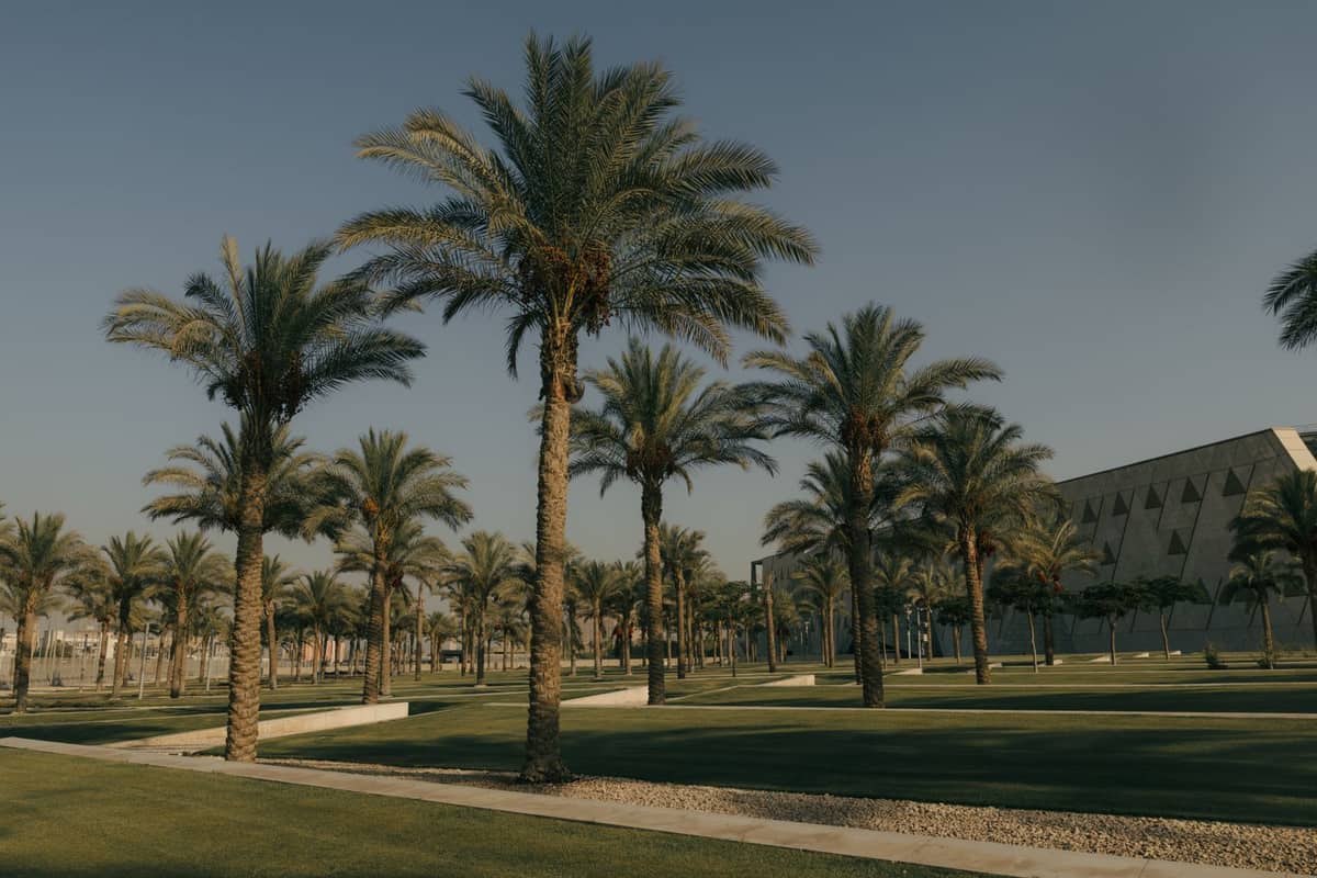 Palms and mown lawn on a villa community landscape in Dubai under a maintenance contract